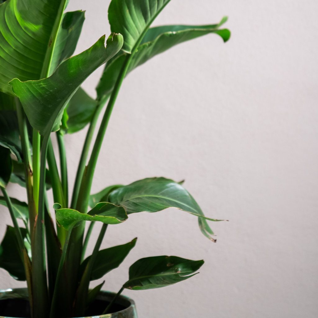 Strelitzia